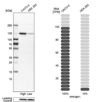 Anti-PPFIBP1 antibody produced in rabbit Prestige Antibodies&#174; Powered by Atlas Antibodies, affinity isolated antibody, buffered aqueous glycerol solution