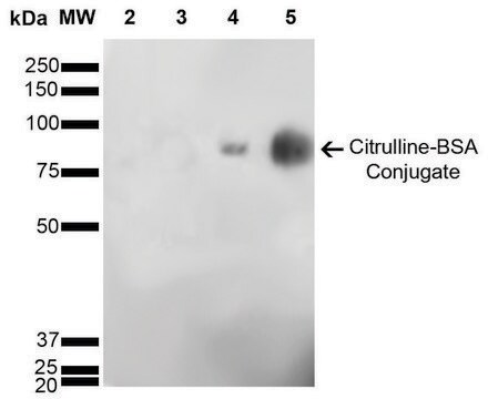 Monoclonal Anti-Citrulline antibody produced in mouse clone 6C2.1