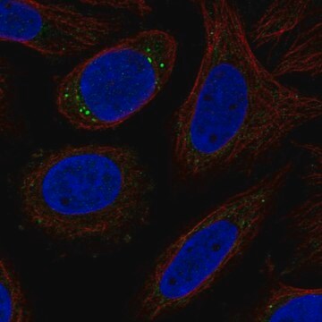 Anti-CYP27C1 antibody produced in rabbit Prestige Antibodies&#174; Powered by Atlas Antibodies, affinity isolated antibody