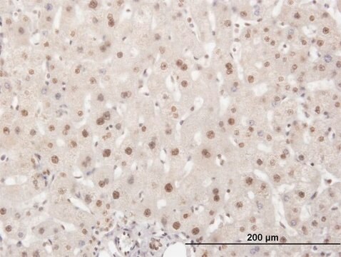 Monoclonal Anti-ELAVL1 antibody produced in mouse clone 4G8, purified immunoglobulin, buffered aqueous solution