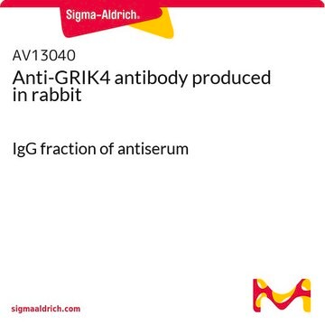 Anti-GRIK4 antibody produced in rabbit IgG fraction of antiserum