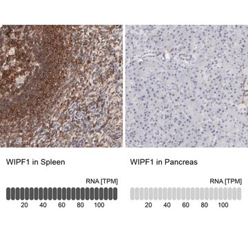 Anti-WIPF1 antibody produced in rabbit Prestige Antibodies&#174; Powered by Atlas Antibodies, affinity isolated antibody, buffered aqueous glycerol solution