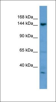 Anti-GNPTAB antibody produced in rabbit affinity isolated antibody