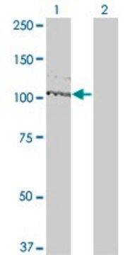 ANTI-KIT antibody produced in mouse clone 3A8, purified immunoglobulin, buffered aqueous solution