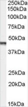 Anti-Aurora Kinase A/AURKA antibody produced in goat affinity isolated antibody, buffered aqueous solution