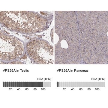 Anti-VPS26A antibody produced in rabbit Prestige Antibodies&#174; Powered by Atlas Antibodies, affinity isolated antibody, buffered aqueous glycerol solution