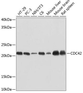 Anti-CDC42 antibody produced in rabbit