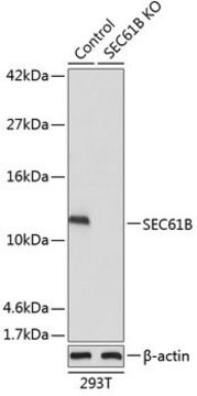 Anti-SEC61B antibody produced in rabbit