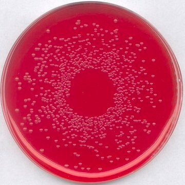 GranuCult&#174; prime BPLS agar, modified pkg of 500&#160;g, for Salmonella spp.