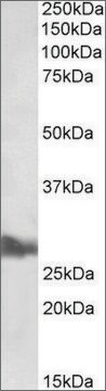 Anti-APOA1 antibody produced in goat affinity isolated antibody, buffered aqueous solution