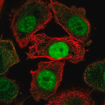 Anti-JMJD6 antibody produced in rabbit Prestige Antibodies&#174; Powered by Atlas Antibodies, affinity isolated antibody