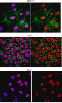 Anti-hnRNP Q Antibody, clone 7A11.2 clone 7A11.2, from mouse