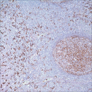 CD14 (EPR3653) Rabbit Monoclonal Primary Antibody