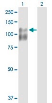 Anti-CDH3 antibody produced in rabbit purified immunoglobulin, buffered aqueous solution