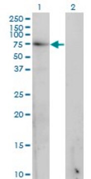 Monoclonal Anti-GAD1 antibody produced in mouse clone 5E11, purified immunoglobulin, buffered aqueous solution