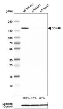 Anti-DDX46 antibody produced in rabbit Prestige Antibodies&#174; Powered by Atlas Antibodies, affinity isolated antibody, buffered aqueous glycerol solution