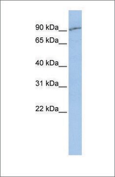 抗SLC15A2抗体 ウサギ宿主抗体 affinity isolated antibody