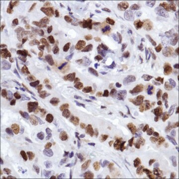 Anti-MCM2 antibody, Rabbit monoclonal clone SP85, recombinant, expressed in proprietary host, affinity isolated antibody