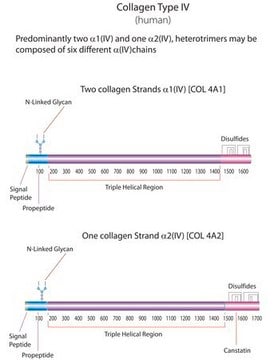 Human Collagen Type IV