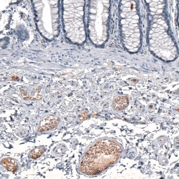 Anti-CXCL8 antibody produced in rabbit Prestige Antibodies&#174; Powered by Atlas Antibodies, affinity isolated antibody, buffered aqueous glycerol solution