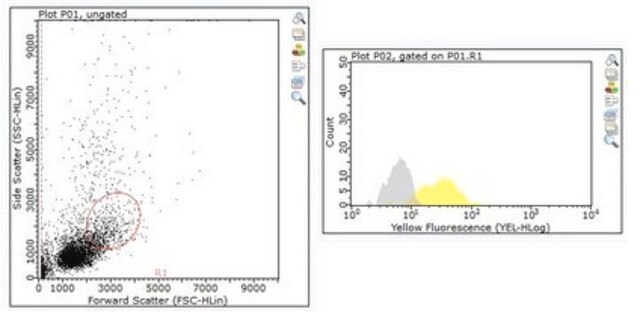 Anti-PECAM-1 Antibody, clone 390 clone 390, from rat