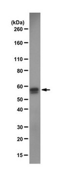 Anti-PTBP2 Antibody from rabbit, purified by affinity chromatography