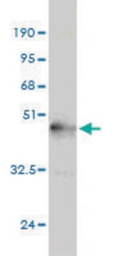 Monoclonal Anti-NGB antibody produced in mouse clone 1A11-A9, purified immunoglobulin, buffered aqueous solution