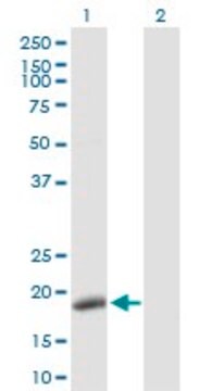 Anti-POLE3 antibody produced in rabbit purified immunoglobulin, buffered aqueous solution