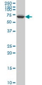 ANTI-GRK6 antibody produced in mouse clone 2G1, purified immunoglobulin, buffered aqueous solution