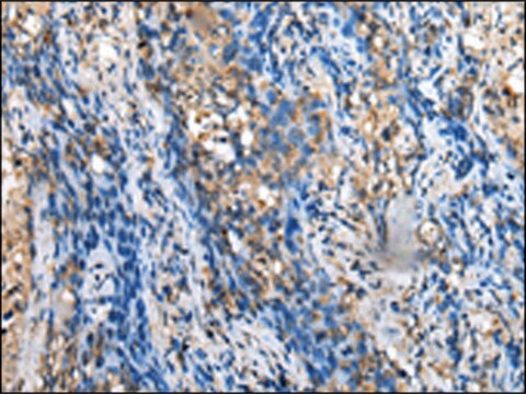 Anti-MOB4 affinity isolated antibody