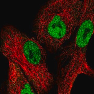 Anti-NFAT5 antibody produced in rabbit Prestige Antibodies&#174; Powered by Atlas Antibodies, affinity isolated antibody