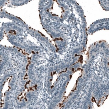 Monoclonal Anti-PROM1 antibody produced in mouse Prestige Antibodies&#174; Powered by Atlas Antibodies, clone CL7971, purified immunoglobulin, buffered aqueous glycerol solution