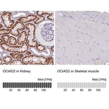 Anti-OCIAD2 antibody produced in rabbit Prestige Antibodies&#174; Powered by Atlas Antibodies, affinity isolated antibody, buffered aqueous glycerol solution