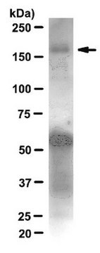 Anti-IRS1 Antibody, clone 58-10C-31, rabbit monoclonal clone 58-10C-31, from rabbit