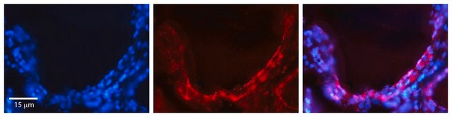 Anti-GJA1 antibody produced in rabbit affinity isolated antibody