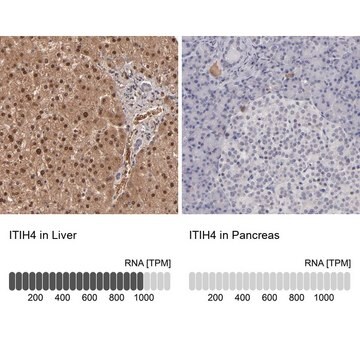 Anti-ITIH4 antibody produced in rabbit Ab1, Prestige Antibodies&#174; Powered by Atlas Antibodies, affinity isolated antibody, buffered aqueous glycerol solution