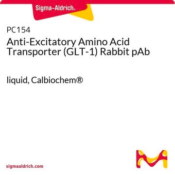 Anti-Excitatory Amino Acid Transporter (GLT-1) Rabbit pAb liquid, Calbiochem&#174;