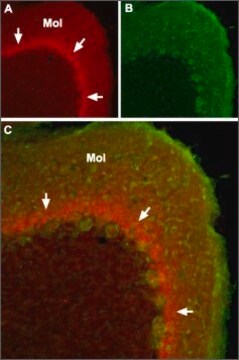 Anti-Sodium Channel, Brain Type I (&#945; subunit) antibody produced in rabbit affinity isolated antibody, lyophilized powder