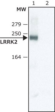 Anti-LRRK2 (C-terminal region) antibody produced in rabbit ~1.0&#160;mg/mL, affinity isolated antibody, buffered aqueous solution