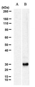 Anti-ARHGAP11B Antibody, clone 3758-A37-5