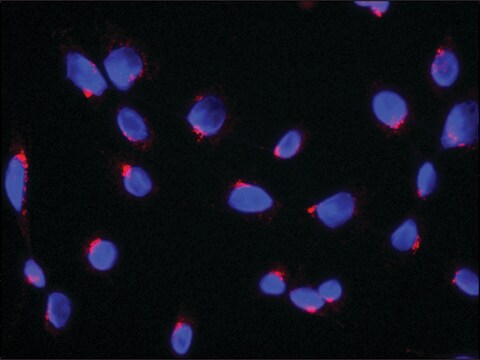 Anti-RER1 antibody produced in rabbit ~1.0&#160;mg/mL, affinity isolated antibody, buffered aqueous solution