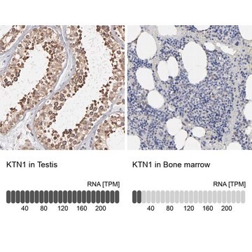 抗KTN1抗体 ウサギ宿主抗体 Prestige Antibodies&#174; Powered by Atlas Antibodies, affinity isolated antibody, buffered aqueous glycerol solution