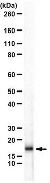 Anti-p14ARF (p19ARF) from rabbit, purified by affinity chromatography