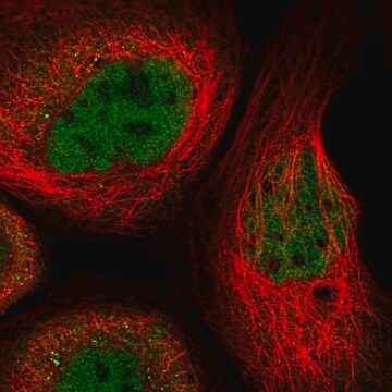 抗RUNX1抗体 ウサギ宿主抗体 Prestige Antibodies&#174; Powered by Atlas Antibodies, affinity isolated antibody