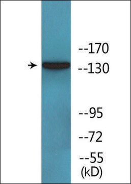 Anti-phospho-EGFR (pTyr1092) antibody produced in rabbit affinity isolated antibody