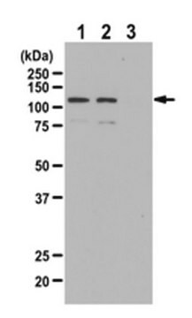 Anti-phospho-BMK1/Erk5 (Thr218/Tyr220) Antibody Upstate&#174;, from rabbit