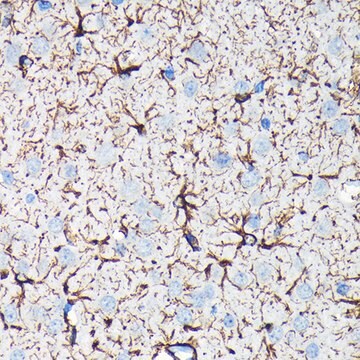 Anti-GFAP Antibody, clone 8M2F9, Rabbit Monoclonal