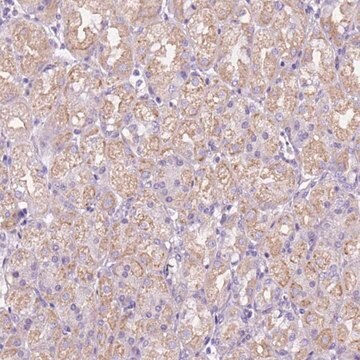 Anti-CEACAM7 antibody produced in rabbit Prestige Antibodies&#174; Powered by Atlas Antibodies, affinity isolated antibody, buffered aqueous glycerol solution