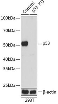 Anti- p53 antibody produced in rabbit