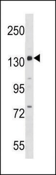 ANTI-PER1 (C-TERM) antibody produced in rabbit IgG fraction of antiserum, buffered aqueous solution